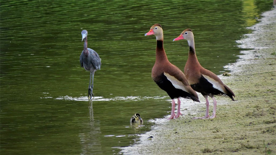 Black-bellied Whistling Duck family and Little Blue heron