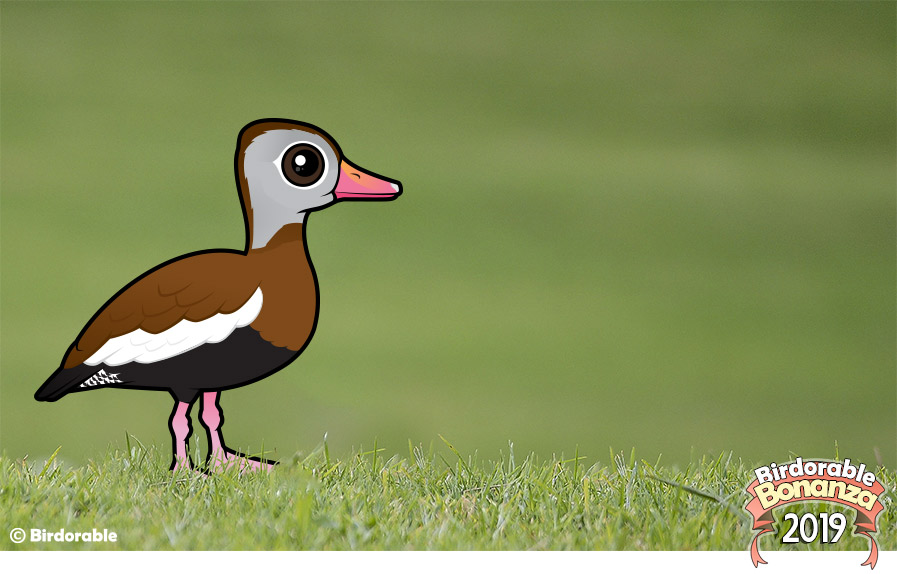 Birdorable Black-bellied Whistling Duck