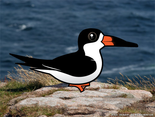 Birdorable Black Skimmer