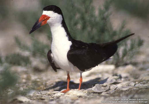Photo of a Black Skimmer