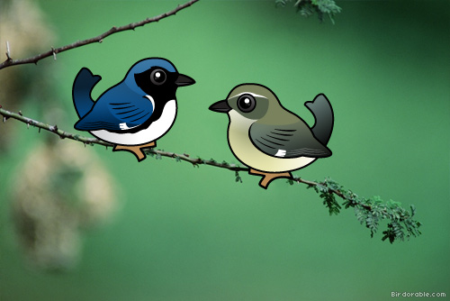 Black-throated Blue Warblers