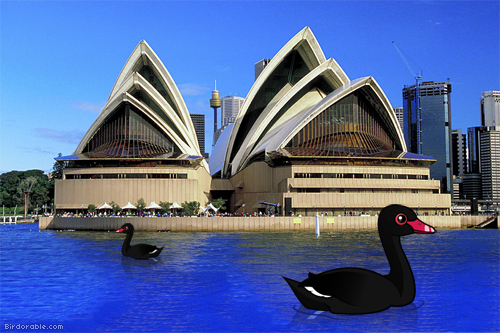 Black Swans in Sydney