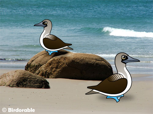 Two Birdorable Blue-footed Boobies