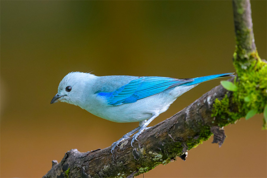 Blue-gray Tanager photo