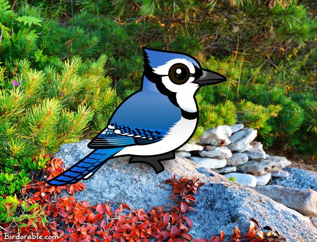 Blue Jay