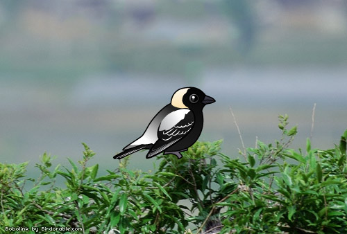 Birdorable Bobolink