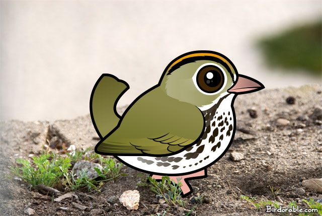 Birdorable Ovenbird