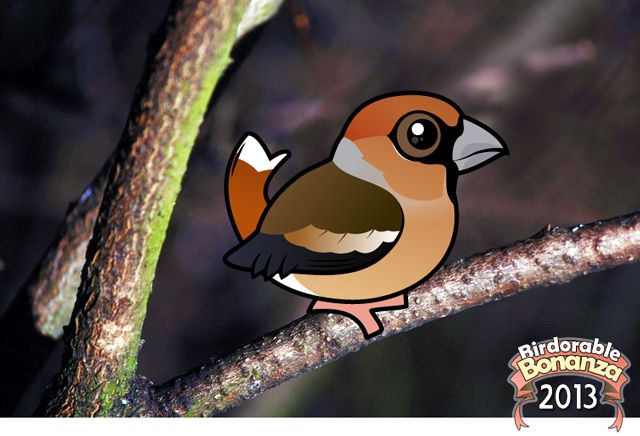 Hawfinch