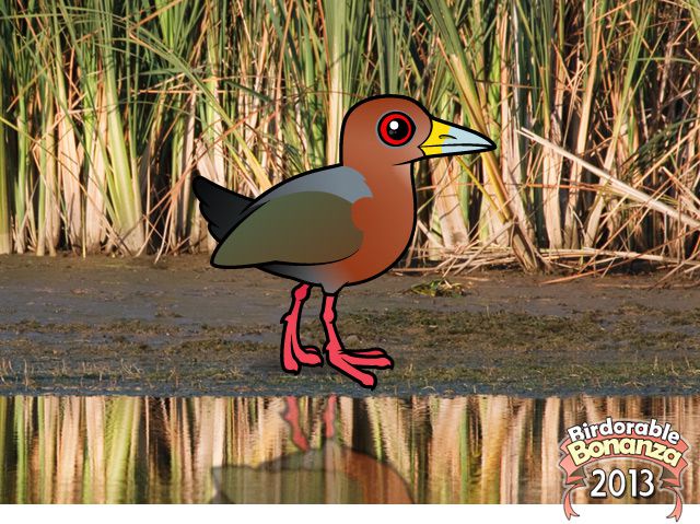 Rufous-necked Wood-rail