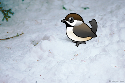 Birdorable Boreal Chickadee