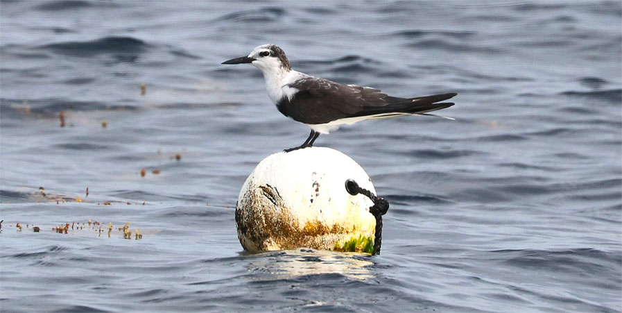 Bridled Tern