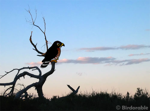 Birdorable Broad-winged Hawk