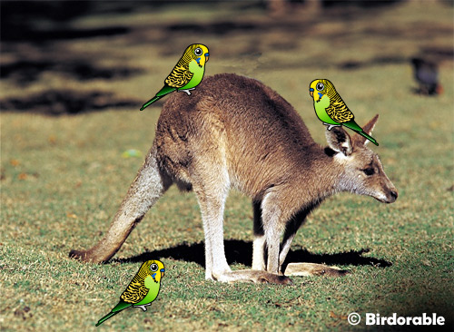 Birdorable Budgies on a Kangaroo