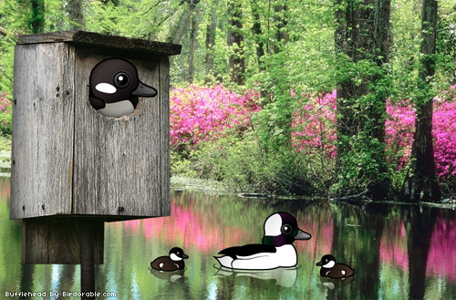 Bufflehead ducks