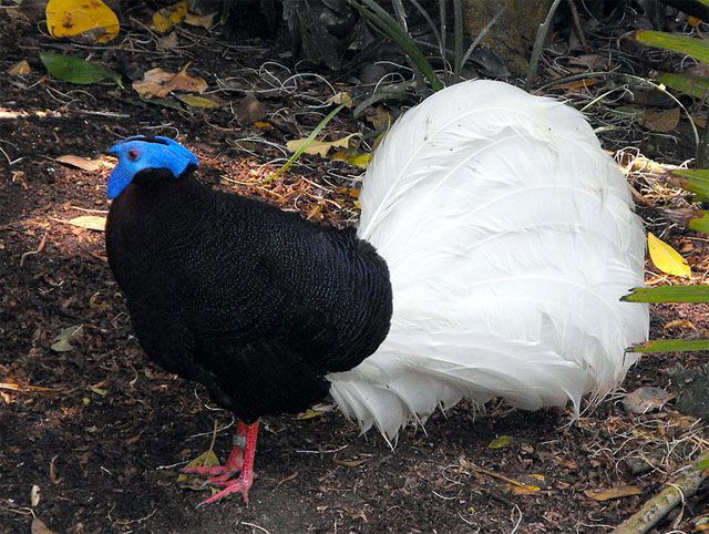Photo of a Bulwer's Pheasant
