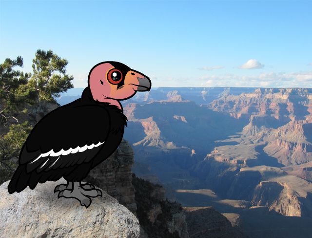 Birdorable California Condor