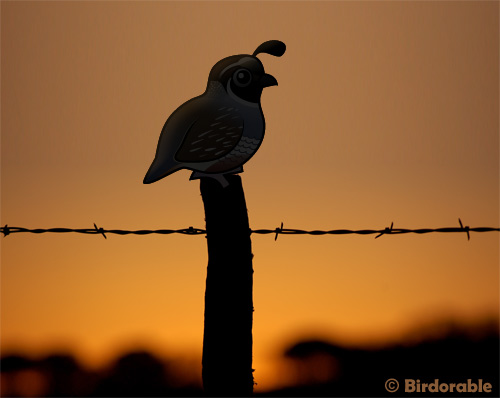 Birdorable California Quail