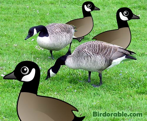Canadian Geese