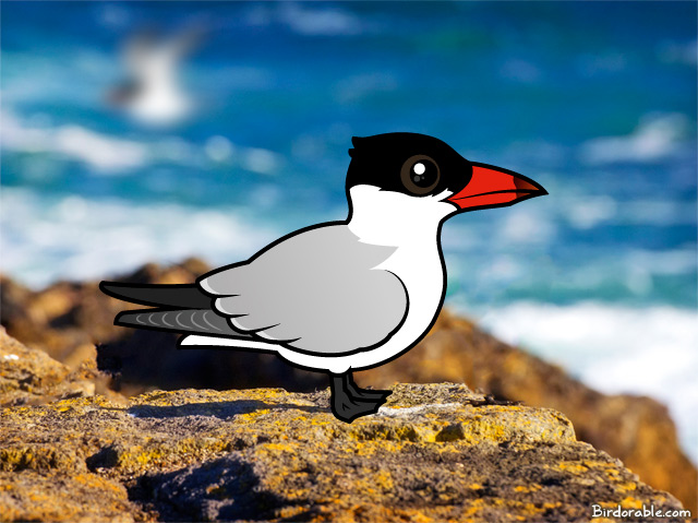 Birdorable Caspian Tern