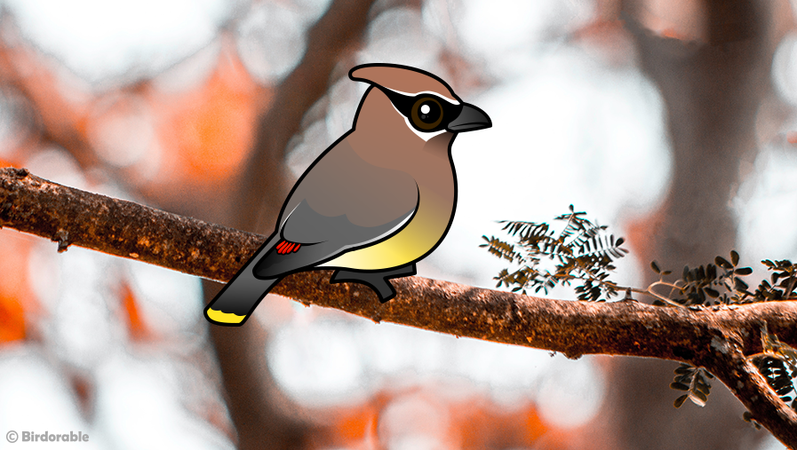 Birdorable Cedar Waxwing