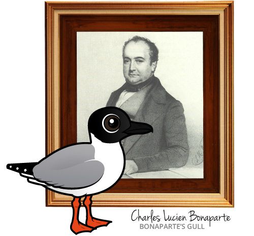 Charles Lucien Bonaparte with Birdorable Bonapart's gull