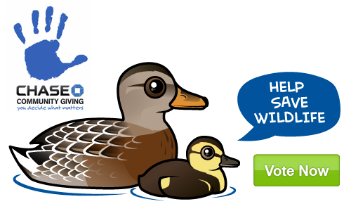 Vote Now