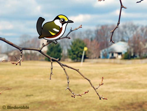 Birdorable Chestnut-sided Warbler