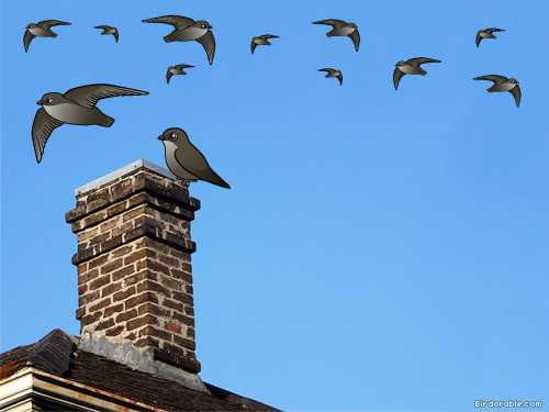 Cute Chimney Swifts