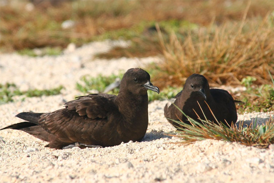 Christmas Shearwaters