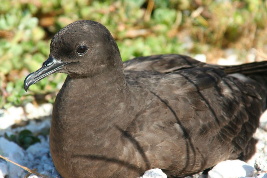 Christmas Shearwater