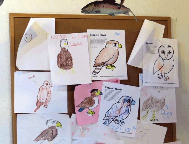 Birdorable Coloring Pages at Audubon Center for Birds of Prey in Maitland, Florida