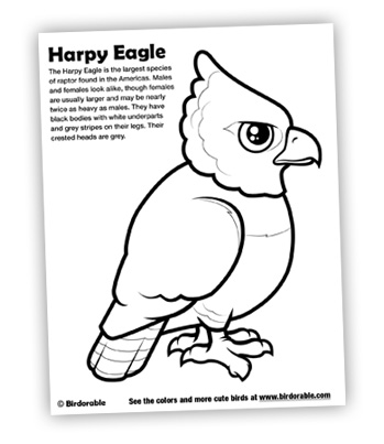 Birdorable Coloring Pages for cute Harpy Eagle