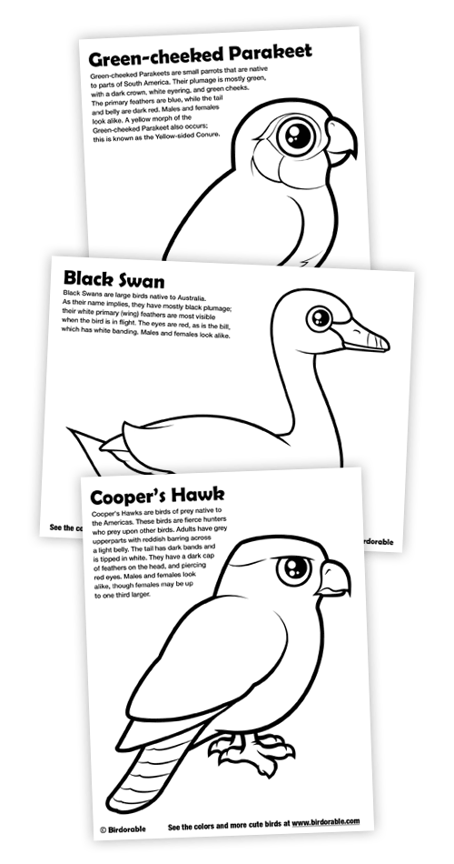 Birdorable Coloring Pages for cute Green-cheeked Conure, Black Swan and Coopers Hawk