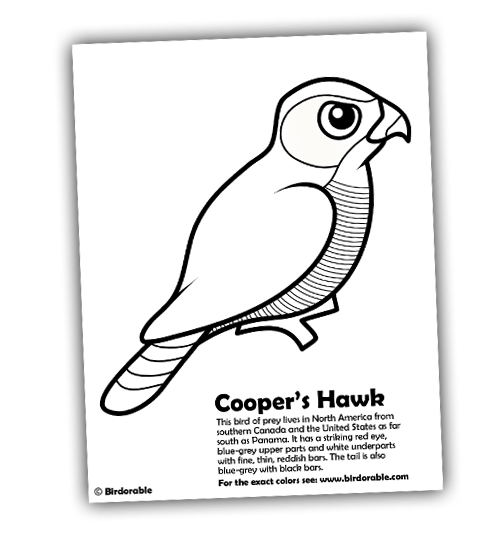 Free Birdorable coloring page of a Cooper's Hawk