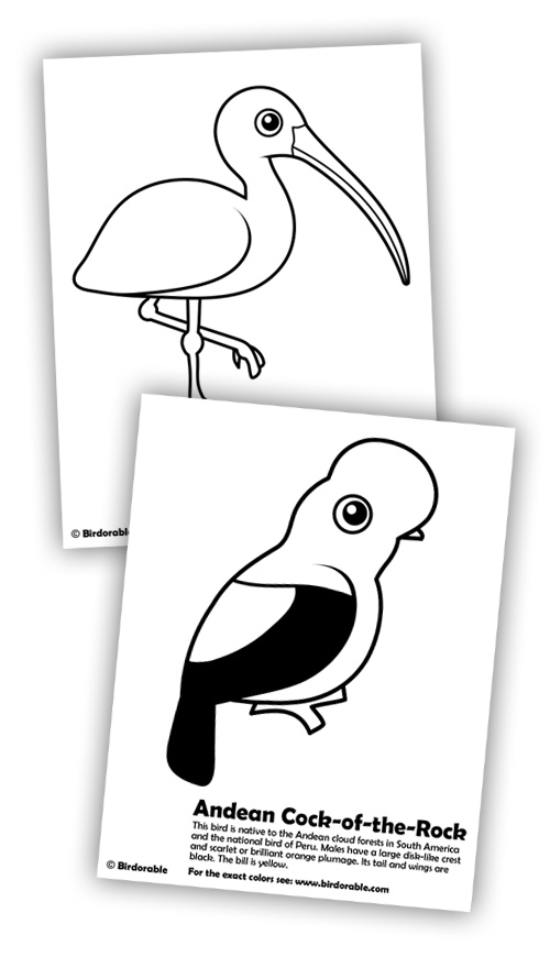 Birdorable Ibis and Andean Cock-of-the-rock coloring pages