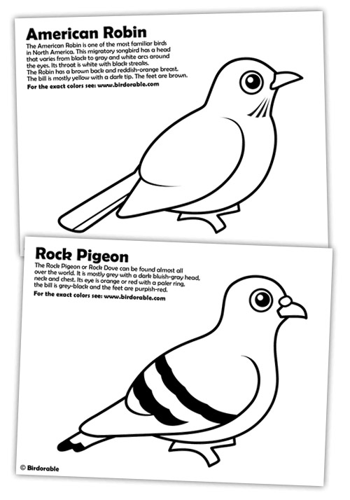 Birdorable Rock Pigeon and American Robin coloring pages