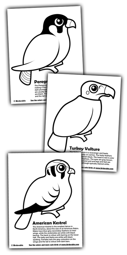 Birdorable Coloring Pages: Peregrine Falcon, American Kestrel and Turkey Vulture