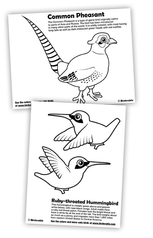 Birdorable Coloring Pages: Ruby-throated Hummingbird and Common Pheasant