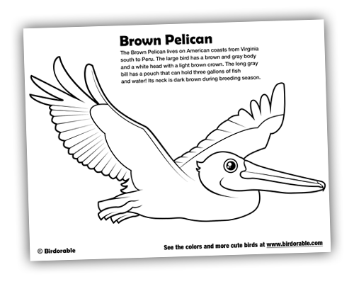 Birdorable Coloring Page: Brown Pelican