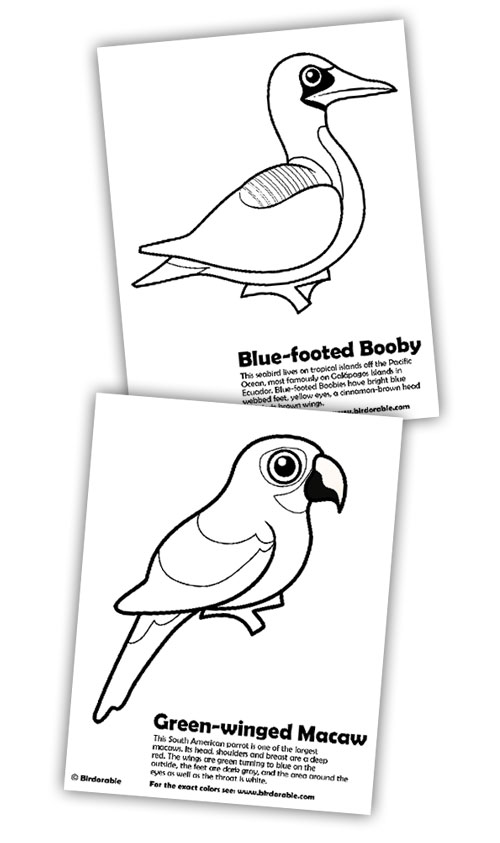 Birdorable Coloring Pages of Blue-footed Booby and Green-winged Macaw