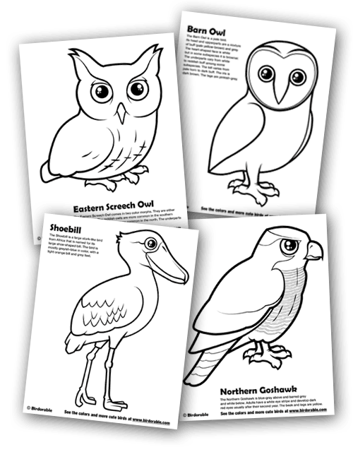 Birdorable Coloring Pages for Screech Owl, Goshawk, Barn Owl and Shoebill