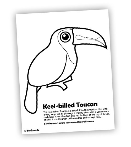 Birdorable Keel-billed Toucan coloring pages