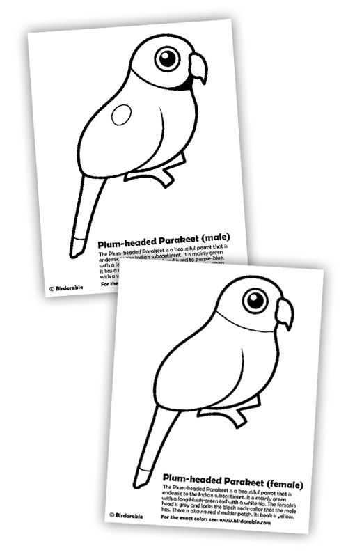 Birdorable Plum-headed Parakeets coloring page