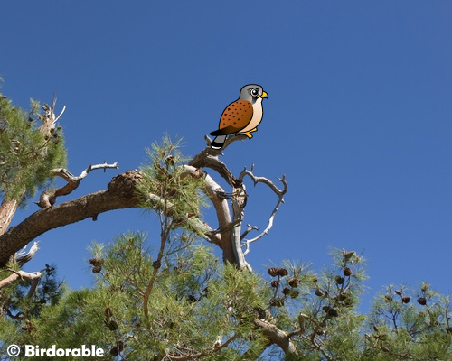 Common Kestrel