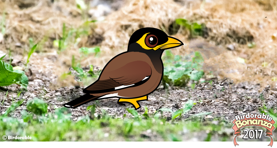 Birdorable Common Myna