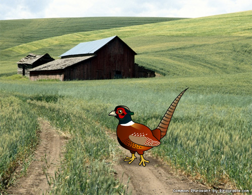 Birdorable Common Pheasant