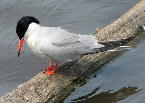 Common Tern