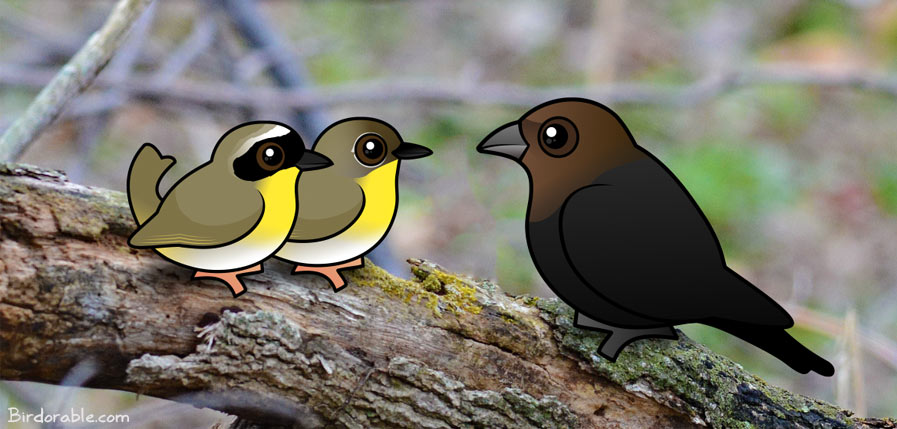 Birdorable Common Yellowthroats with Brown-headed Cowbird