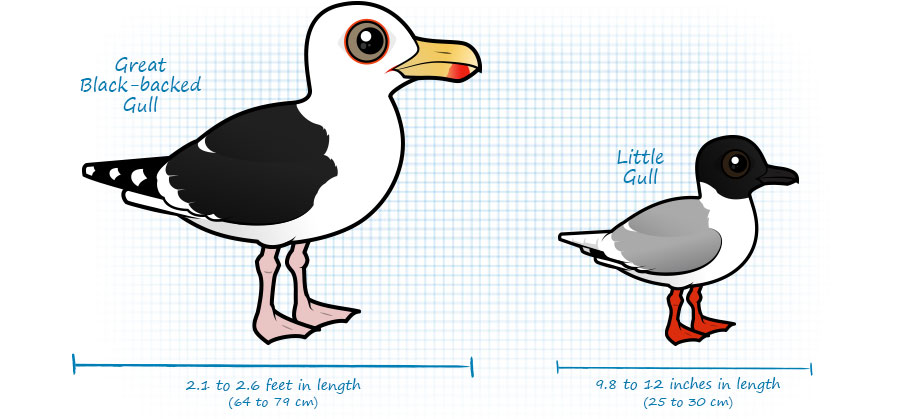 Compare sizes of Great Black-backed Gull and Little Gull
