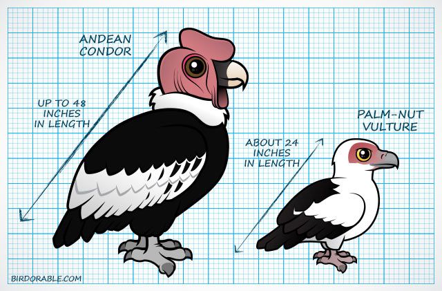 Compare sizes of Andean Condor vs. Palm-nut Vulture